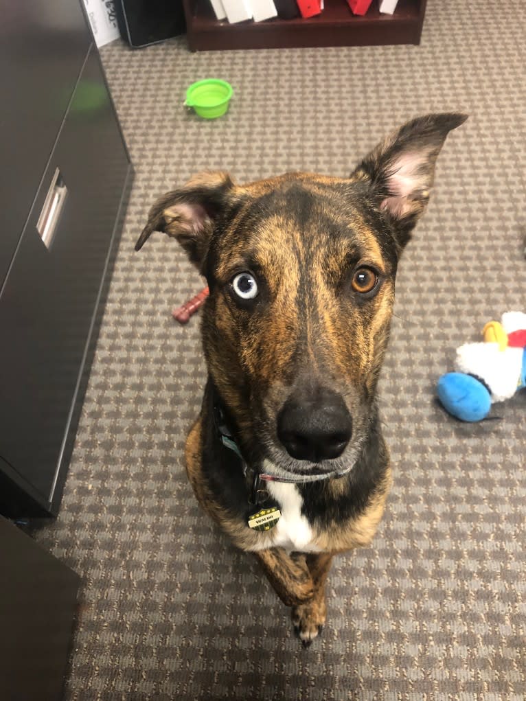 Waldo, a German Shepherd Dog and Dalmatian mix tested with EmbarkVet.com