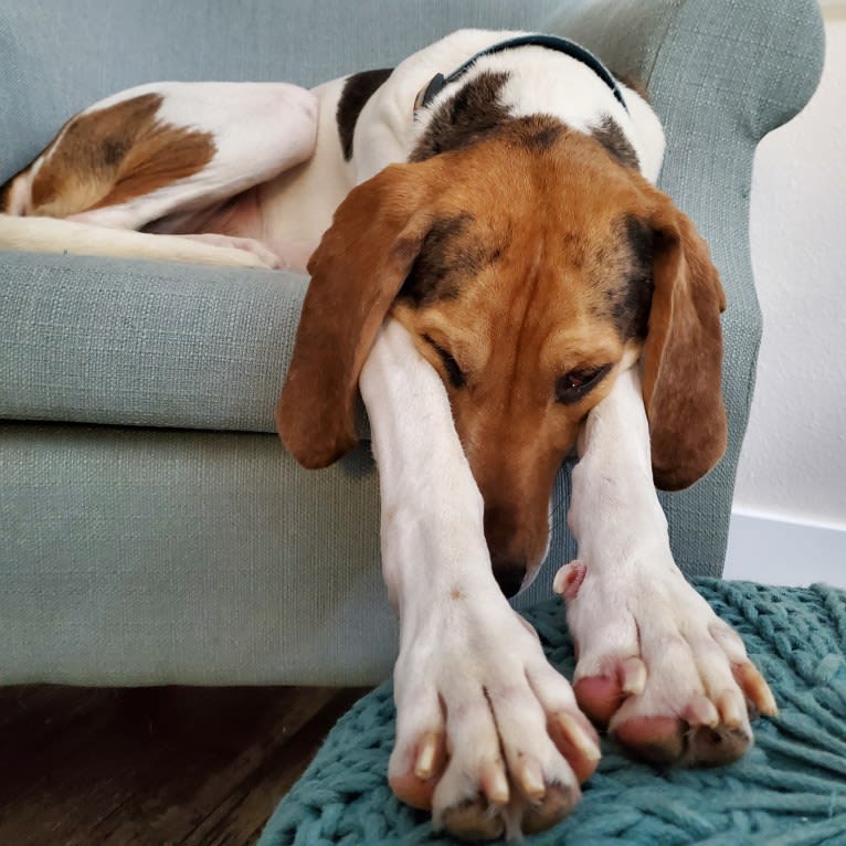 Finn, an American Leopard Hound tested with EmbarkVet.com