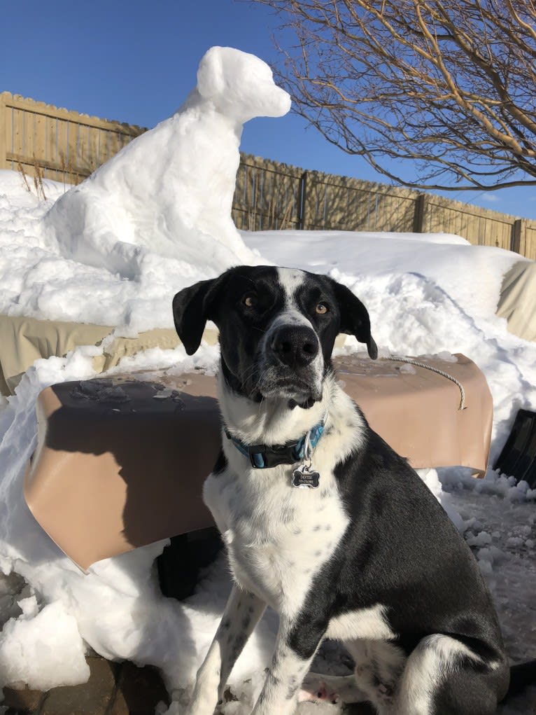 Dexter, a Great Pyrenees and American Pit Bull Terrier mix tested with EmbarkVet.com