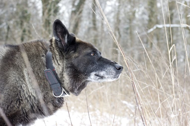 Tanis, an European Village Dog tested with EmbarkVet.com