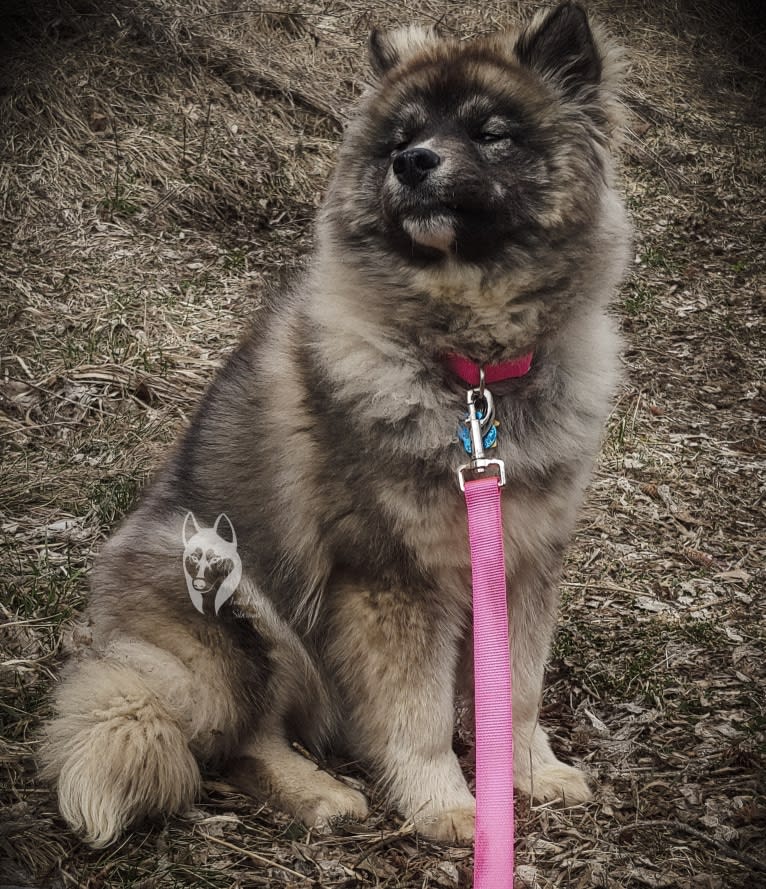 Hex, a Siberian Husky tested with EmbarkVet.com