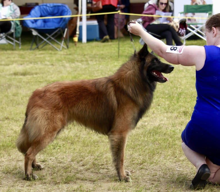 Faro, a Belgian Shepherd tested with EmbarkVet.com
