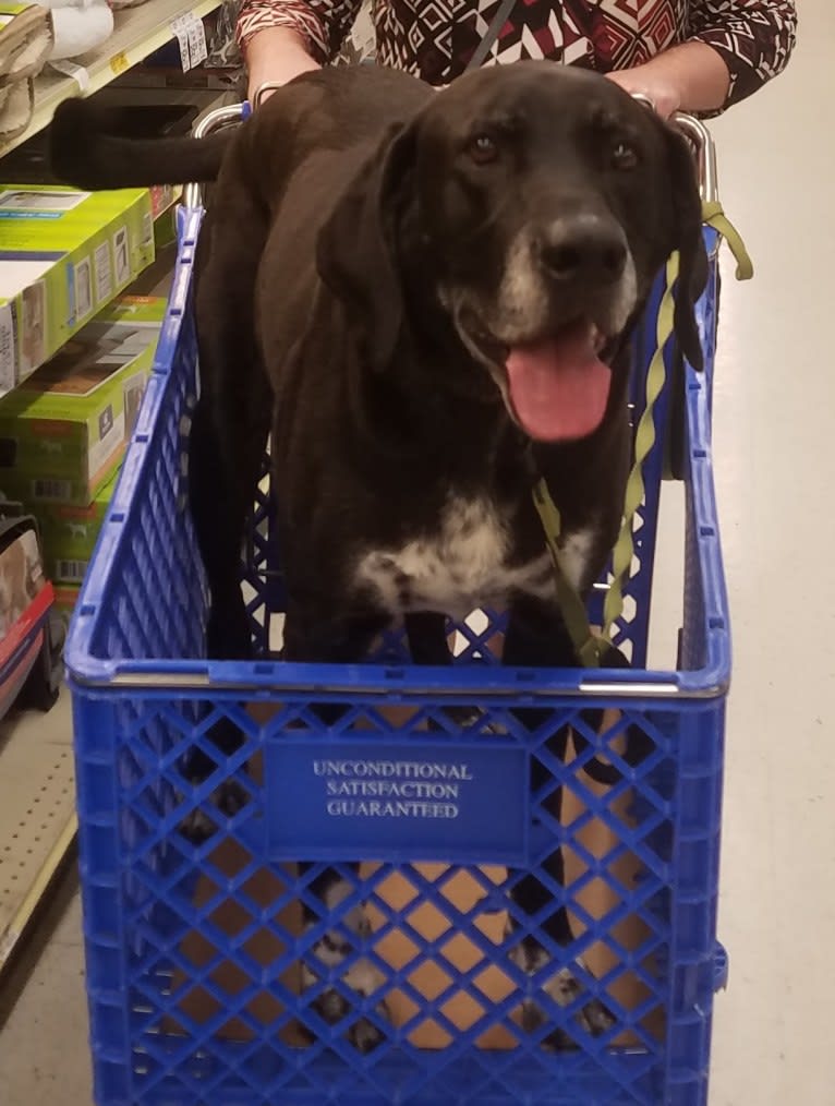 Happy, a Labrador Retriever and Bluetick Coonhound mix tested with EmbarkVet.com