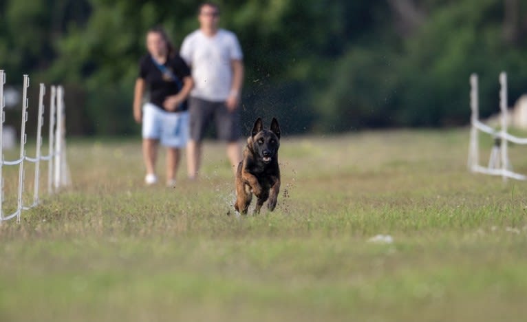 KHs Taking What’s Ours With Fire and Blood “Drogon” TKE RATN, a Belgian Shepherd tested with EmbarkVet.com