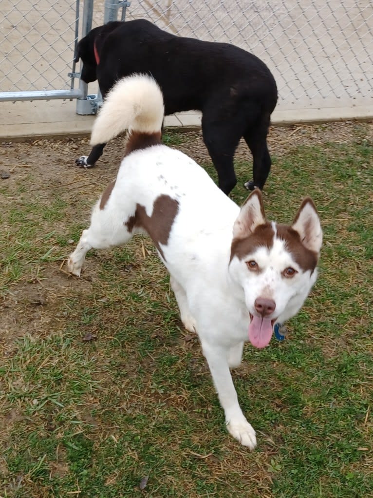 Kyah, a Siberian Husky tested with EmbarkVet.com