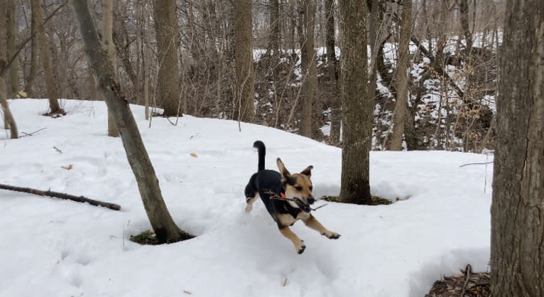 Stout, a Maltese and Chow Chow mix tested with EmbarkVet.com