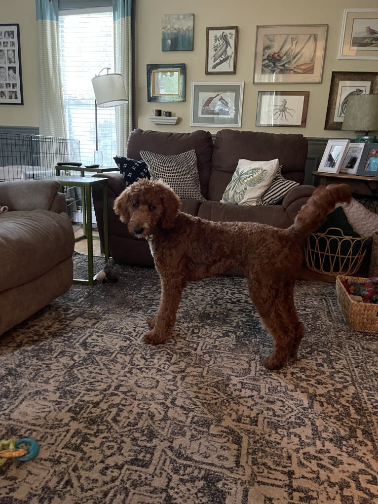 Figgy, a Goldendoodle tested with EmbarkVet.com