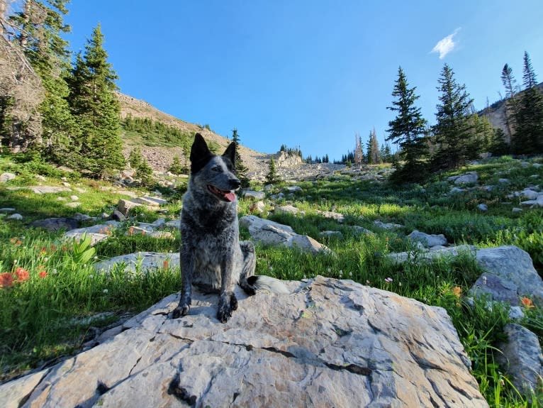 Trace, an Australian Cattle Dog and Koolie mix tested with EmbarkVet.com