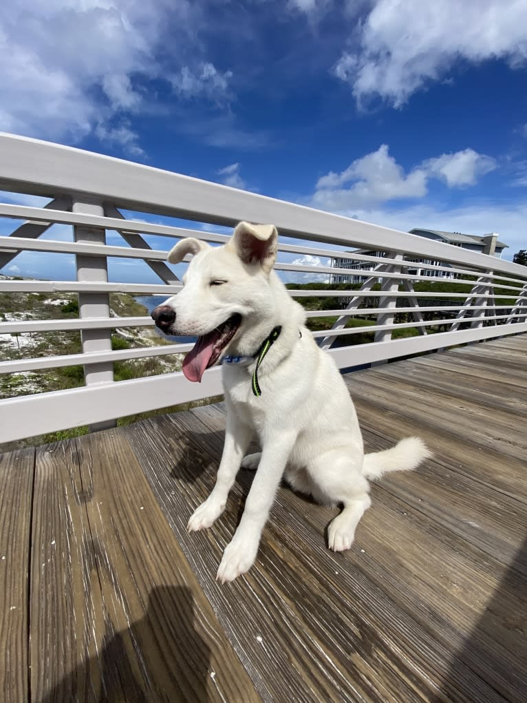 Dash, a Gerberian Shepsky (12.7% unresolved) tested with EmbarkVet.com