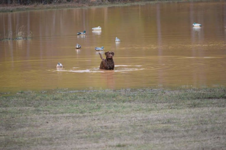 Belle, a Labrador Retriever tested with EmbarkVet.com