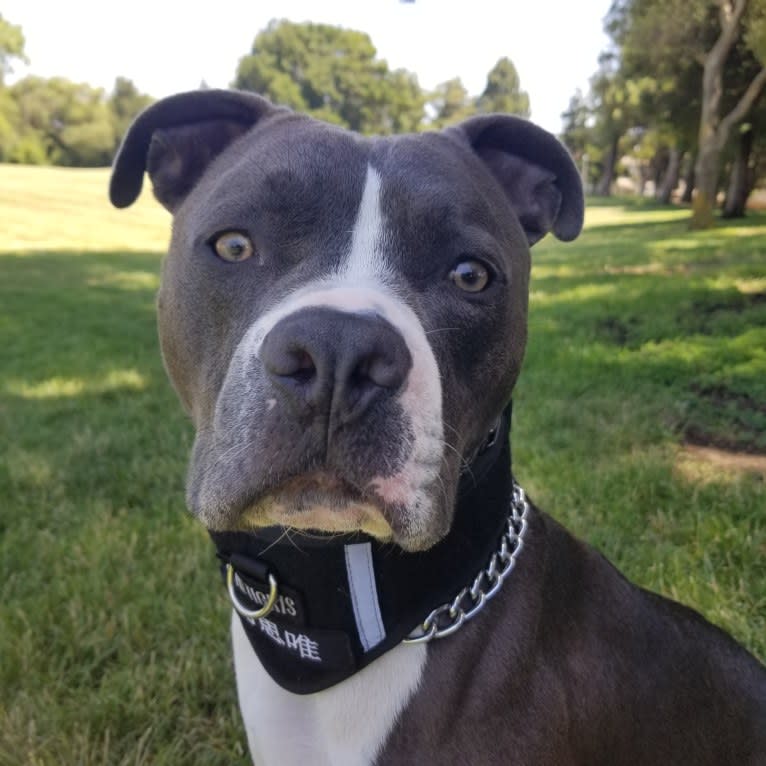 MaSiWei, an American Bully tested with EmbarkVet.com