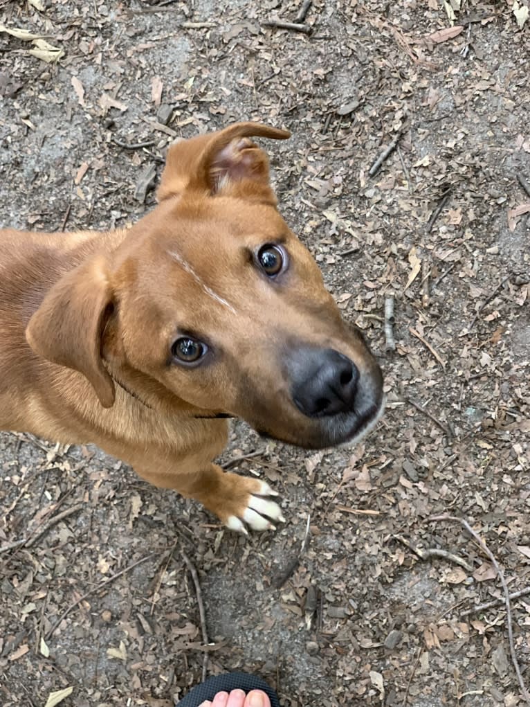 Job, an American Pit Bull Terrier and Boxer mix tested with EmbarkVet.com