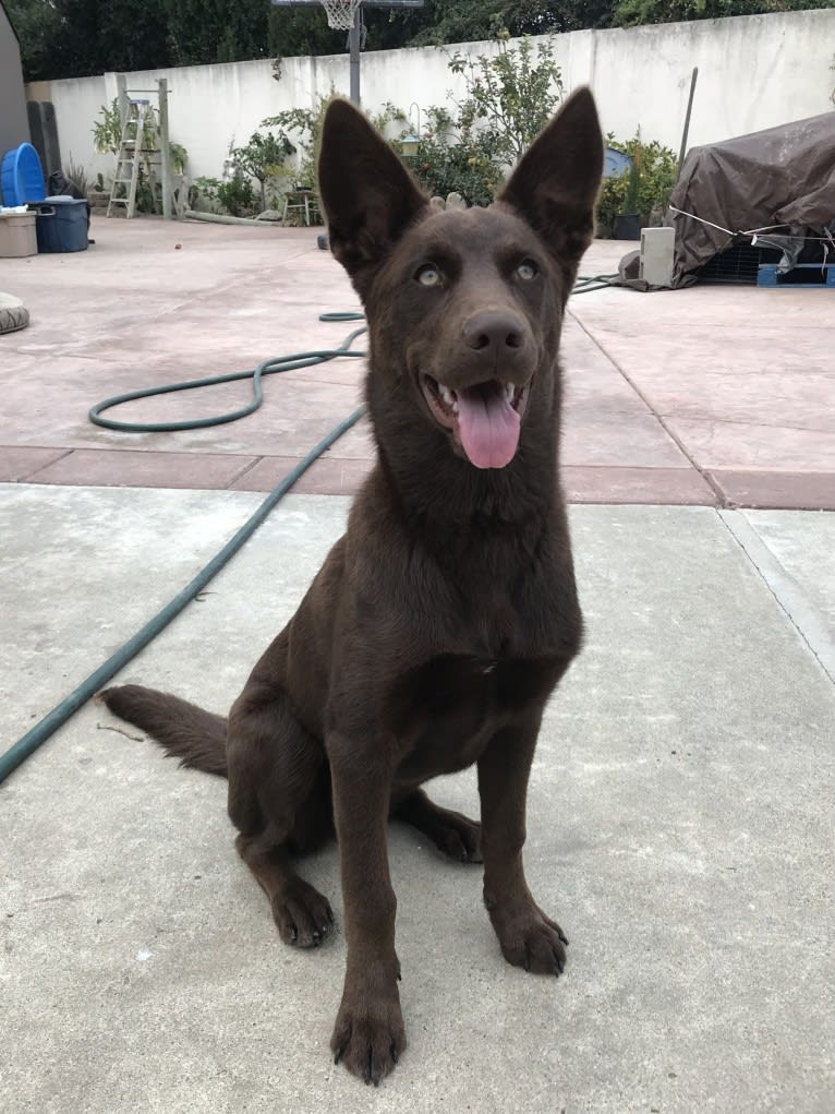 Weimaraner husky mix deals
