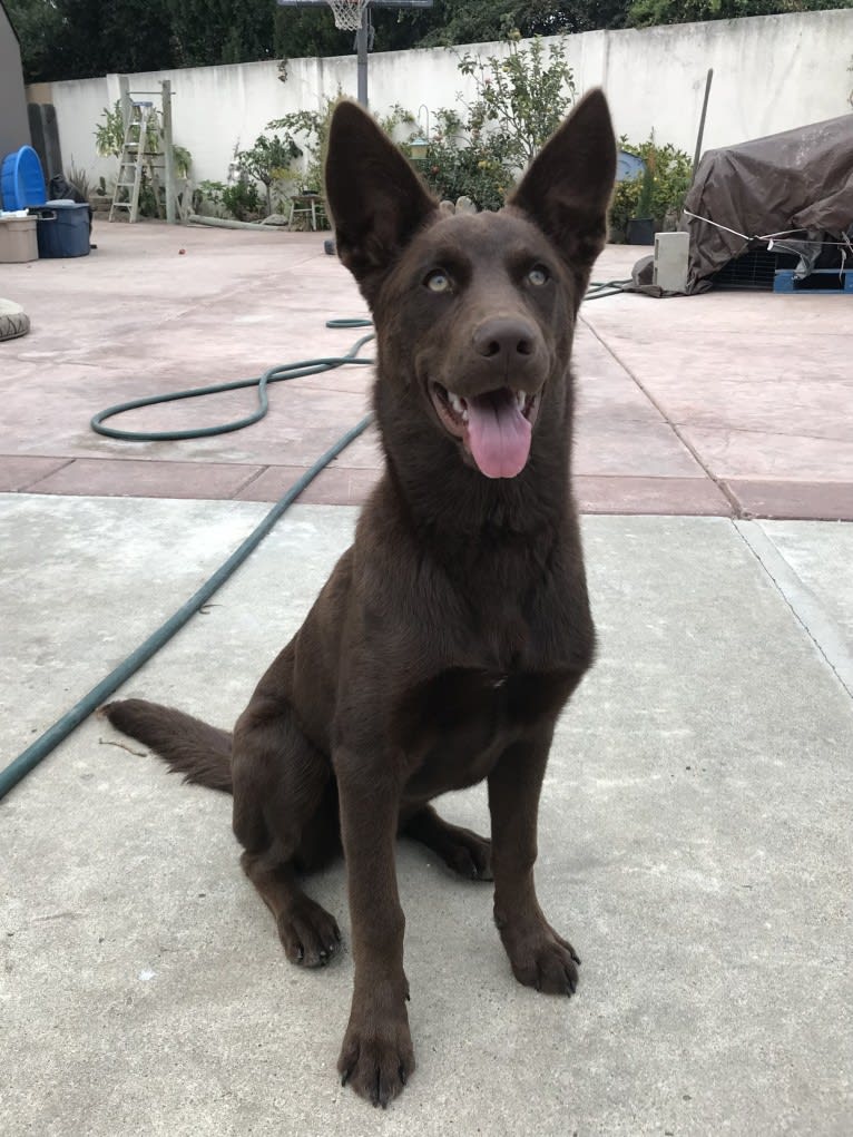 Hennessy, a Siberian Husky and Weimaraner mix tested with EmbarkVet.com