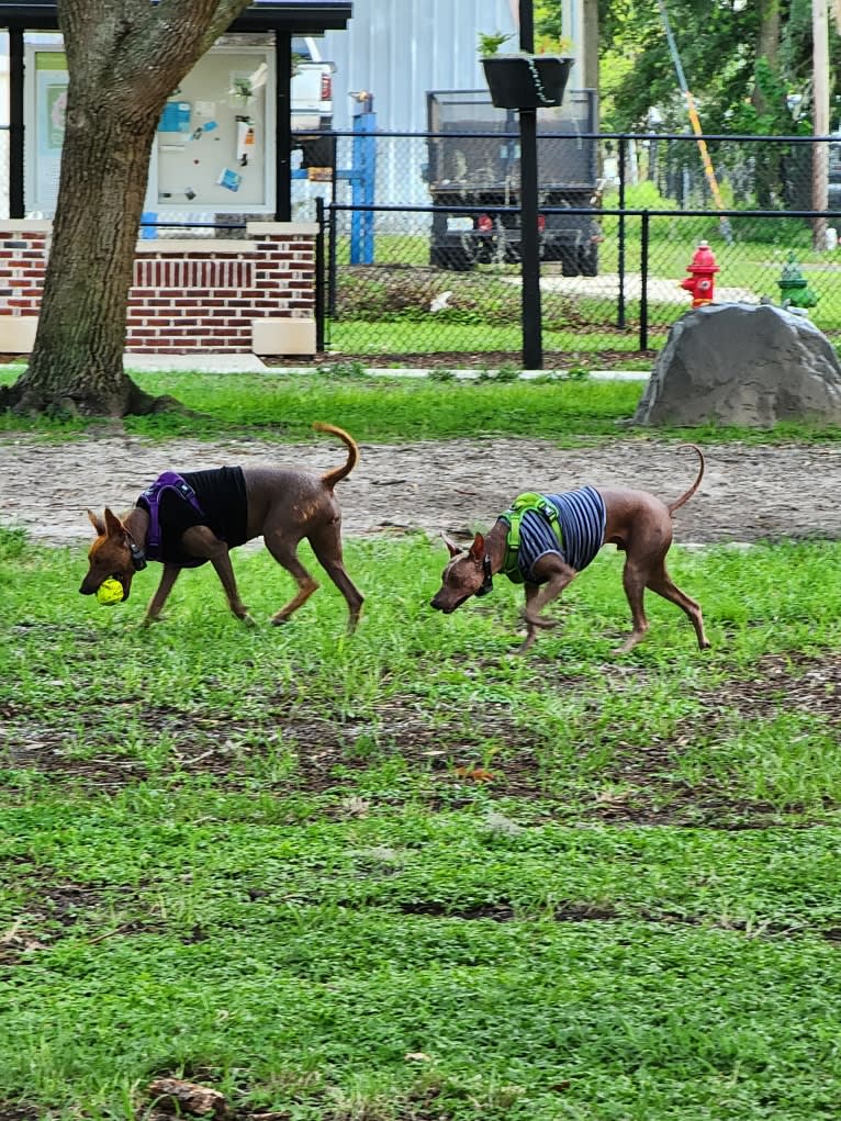 Neeko, a Xoloitzcuintli (8.7% unresolved) tested with EmbarkVet.com