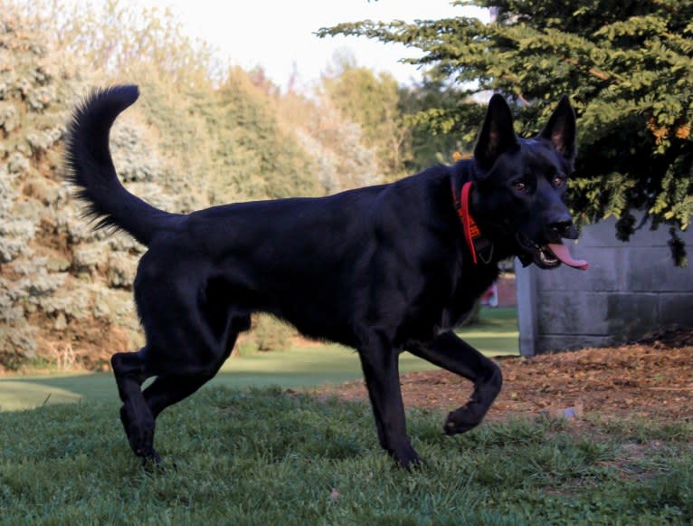 Harley, a German Shepherd Dog and Australian Shepherd mix tested with EmbarkVet.com