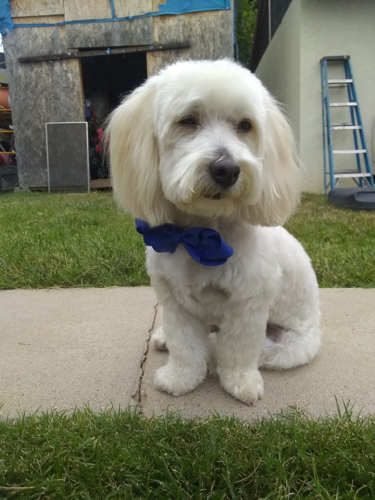 Leche, a Poodle (Small) and Chihuahua mix tested with EmbarkVet.com