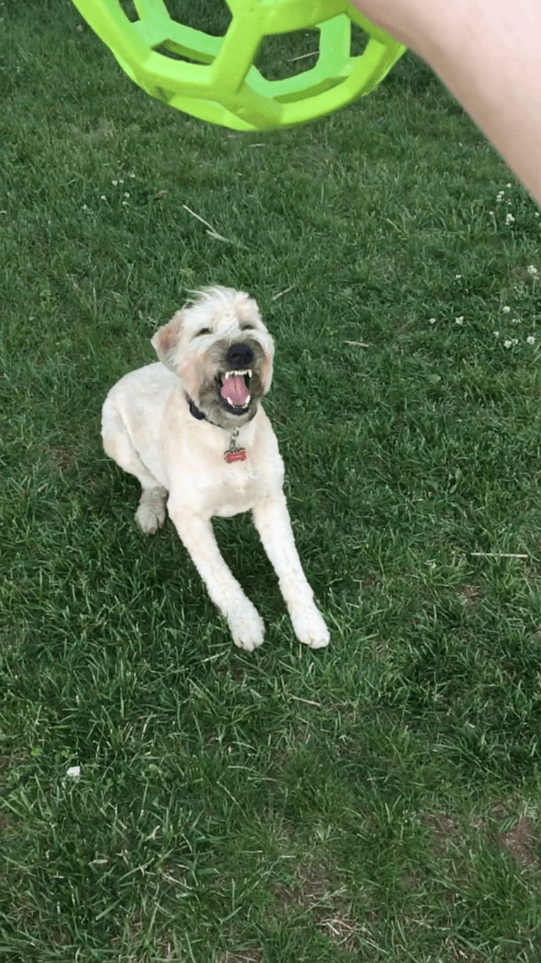 Desmond, a Soft Coated Wheaten Terrier tested with EmbarkVet.com