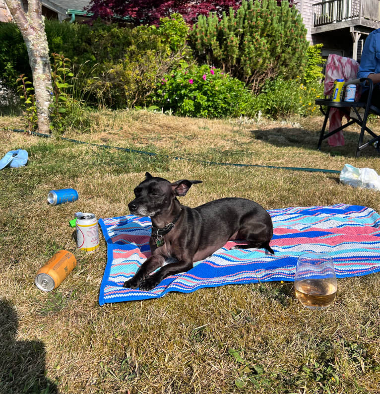 Fay, a Rat Terrier and Chihuahua mix tested with EmbarkVet.com