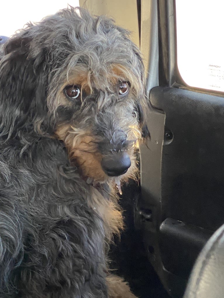 Remington, an Aussiedoodle tested with EmbarkVet.com