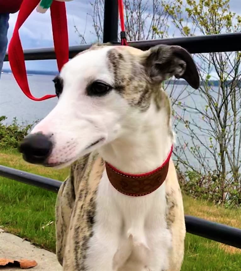 Jegs, a Whippet tested with EmbarkVet.com