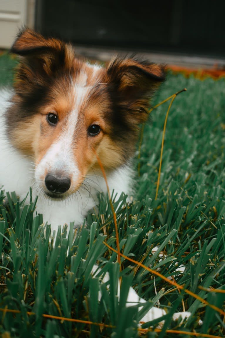 Nyx Rossie, a Collie tested with EmbarkVet.com