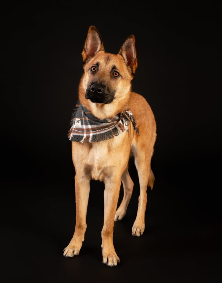 Everhett, a German Shepherd Dog and Australian Cattle Dog mix tested with EmbarkVet.com