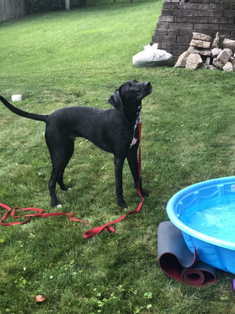 Kane, a German Shorthaired Pointer and Labrador Retriever mix tested with EmbarkVet.com