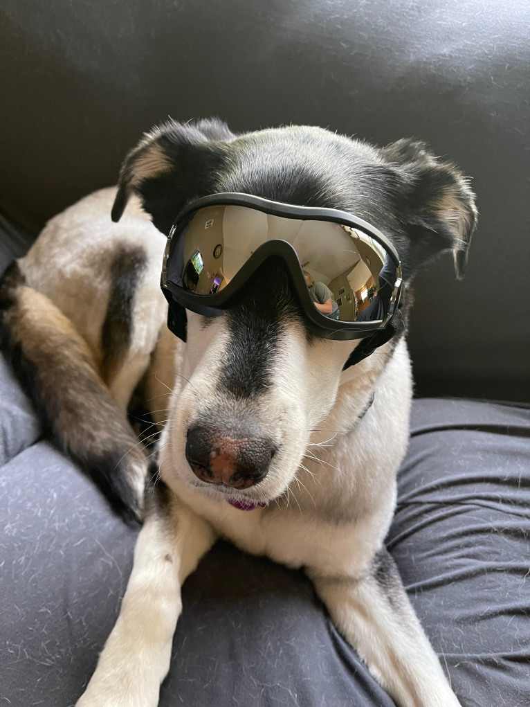Keira, an Alaskan Malamute and Siberian Husky mix tested with EmbarkVet.com