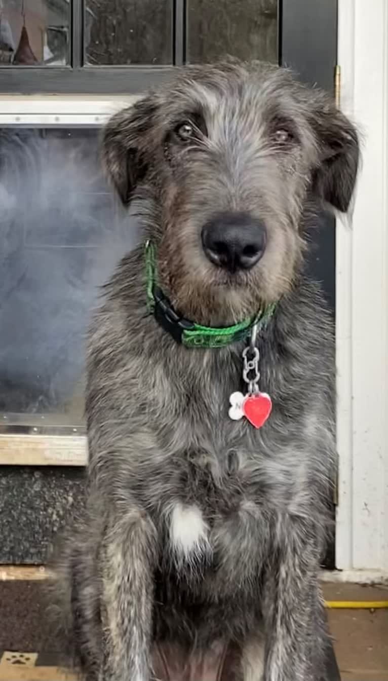 Noble, an Irish Wolfhound tested with EmbarkVet.com