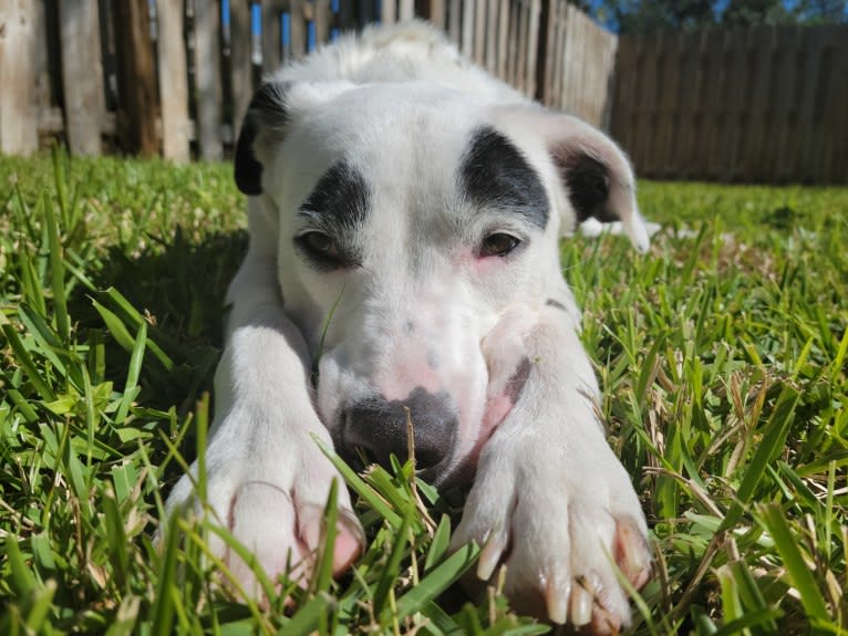 Buster, an American Bully and American Pit Bull Terrier mix tested with EmbarkVet.com