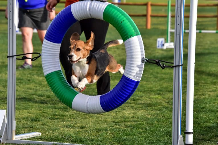 Dylan, a Beagle tested with EmbarkVet.com
