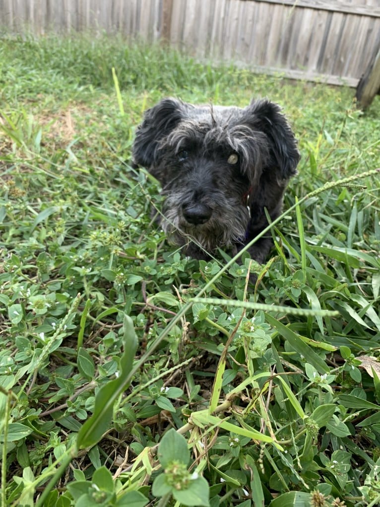 Jo Ko, a Miniature Schnauzer tested with EmbarkVet.com