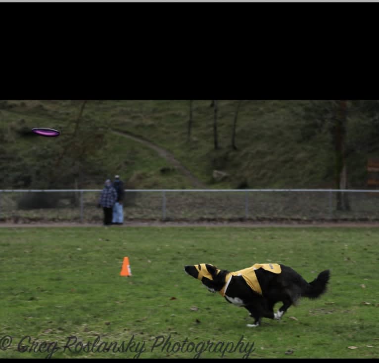 Jane, an English Shepherd tested with EmbarkVet.com