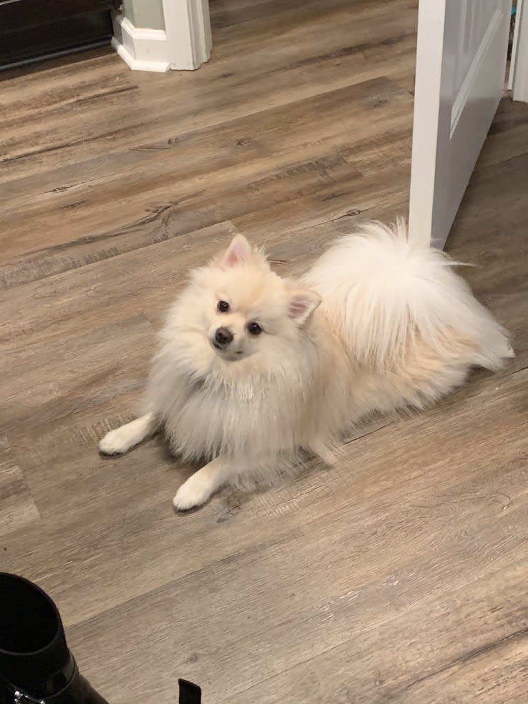 Koda, a Pomeranian tested with EmbarkVet.com