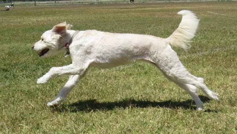 Fancy, a Doberman Pinscher and German Shepherd Dog mix tested with EmbarkVet.com