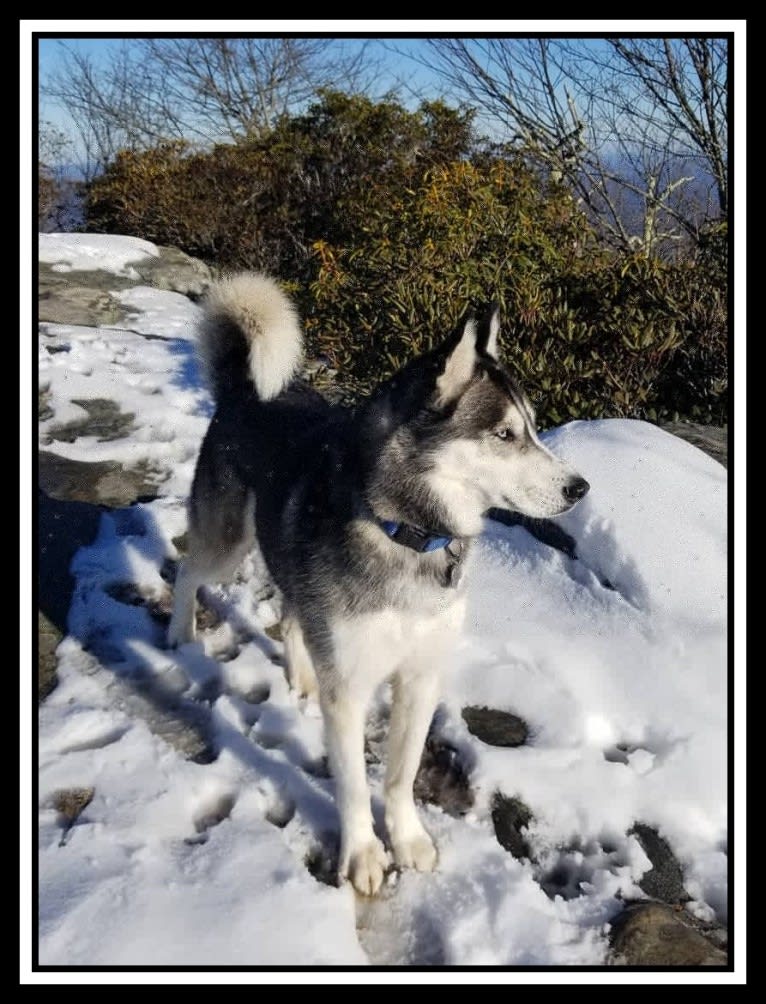 Teko, a Siberian Husky tested with EmbarkVet.com