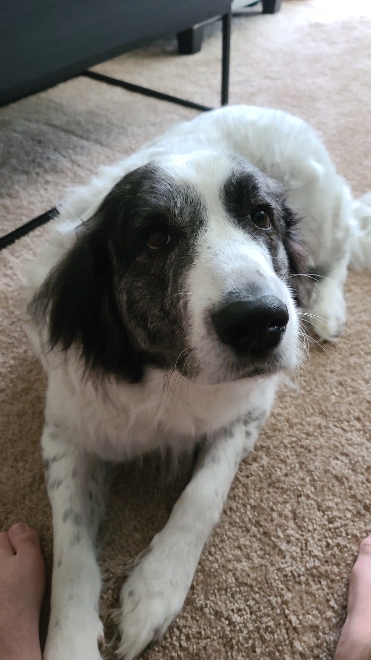 Zoey, a Great Pyrenees tested with EmbarkVet.com