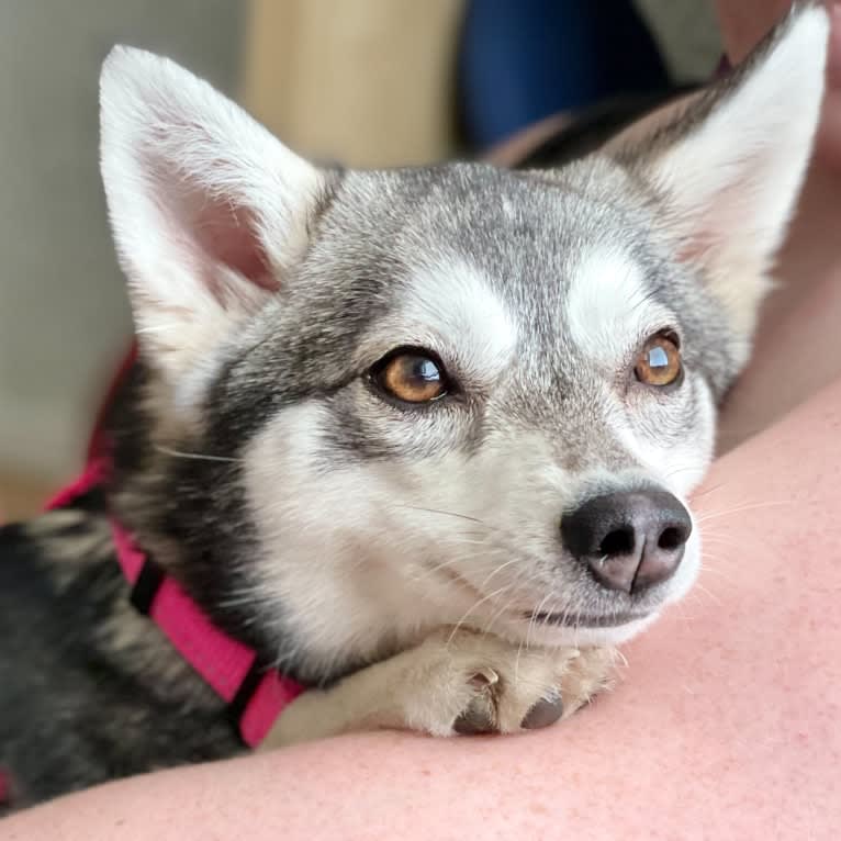 Aieva, an Alaskan Klee Kai tested with EmbarkVet.com