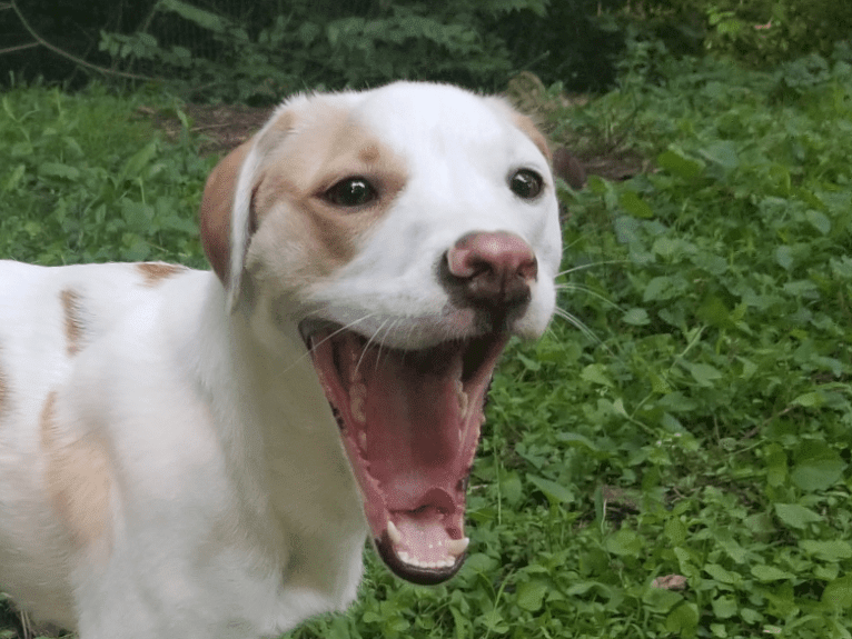 Valkyrie, an American Pit Bull Terrier and Shih Tzu mix tested with EmbarkVet.com