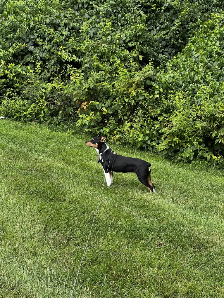 Oakley, an Australian Cattle Dog and Pembroke Welsh Corgi mix tested with EmbarkVet.com