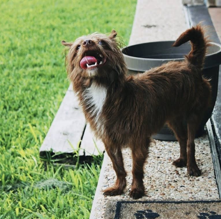 Mazzy, a Chihuahua and Maltese mix tested with EmbarkVet.com