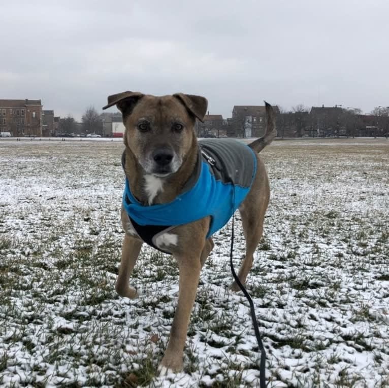 Vincent, an American Pit Bull Terrier and Siberian Husky mix tested with EmbarkVet.com