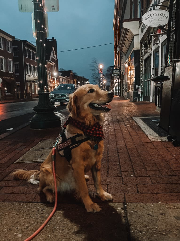 Marley, a Golden Retriever tested with EmbarkVet.com