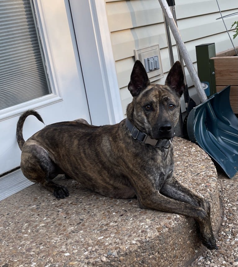 Tai, a Phu Quoc Ridgeback tested with EmbarkVet.com