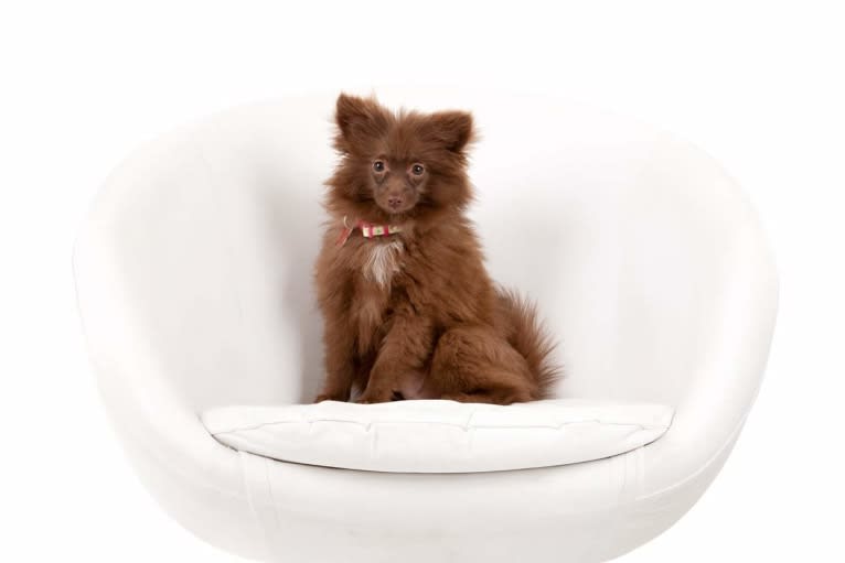 Brownie, a Pomeranian tested with EmbarkVet.com