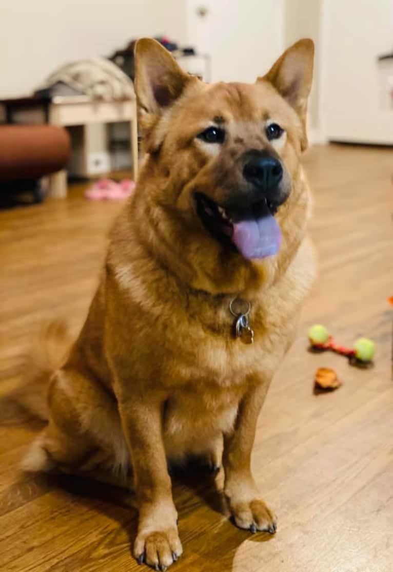 Penny, a Chow Chow and Rat Terrier mix tested with EmbarkVet.com