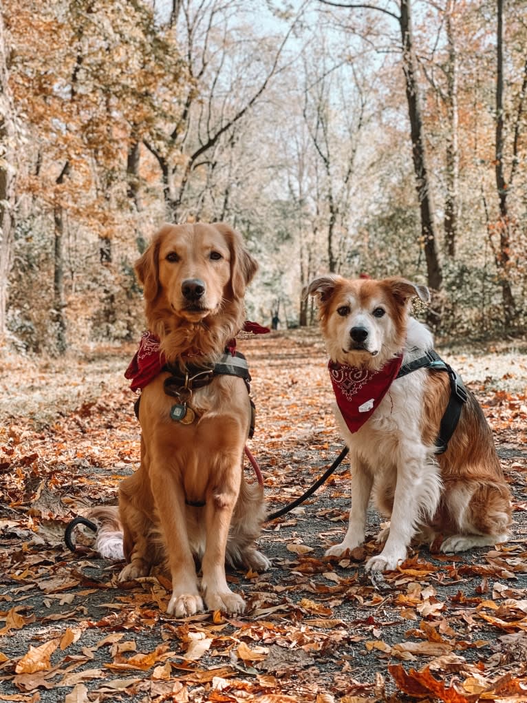 Marley, a Golden Retriever tested with EmbarkVet.com