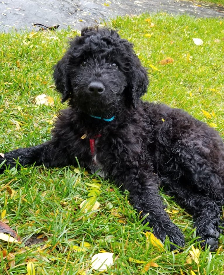 Tynan, a Poodle (Standard) and Labrador Retriever mix tested with EmbarkVet.com