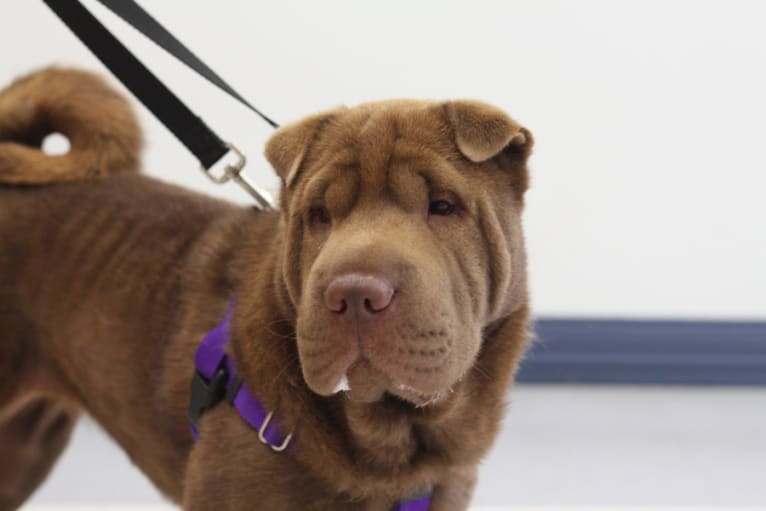 Cocoa Ross, a Chinese Shar-Pei tested with EmbarkVet.com